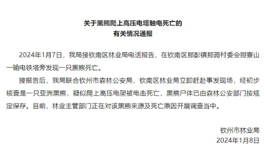 黑熊爬上高压电塔触电死亡，广西钦州通报